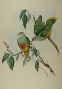 John Gould's Birds of Australia